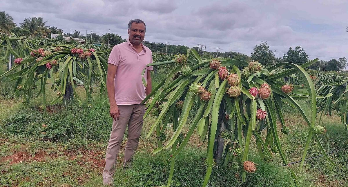 ತಮ್ಮ ತೋಟದಲ್ಲಿ ಬೆಳೆದಿರುವ ಡ್ರ್ಯಾಗನ್ ಫ್ರೂಟ್ ಬಳ್ಳಿಯಲ್ಲಿನ ಹಣ್ಣುಗಳೊಂದಿಗೆ ಪ್ರಗತಿಪರ ರೈತ ಮುನ್ನಾ