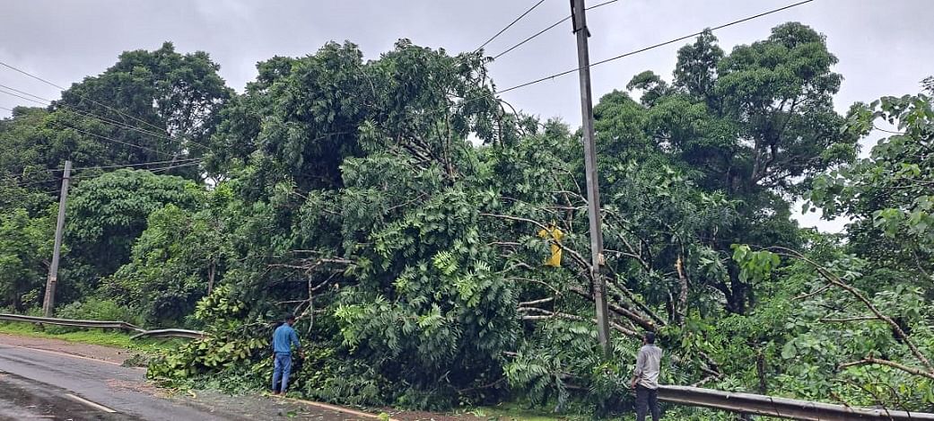 ಕೌಡಿಚ್ಚಾರು ಸೇತುವೆಯ ಸಮೀಪ ಮರ ಉರುಳಿ ವಿದ್ಯುತ್ ತಂತಿಗೆ ಹಾನಿಯಾಗಿದೆ