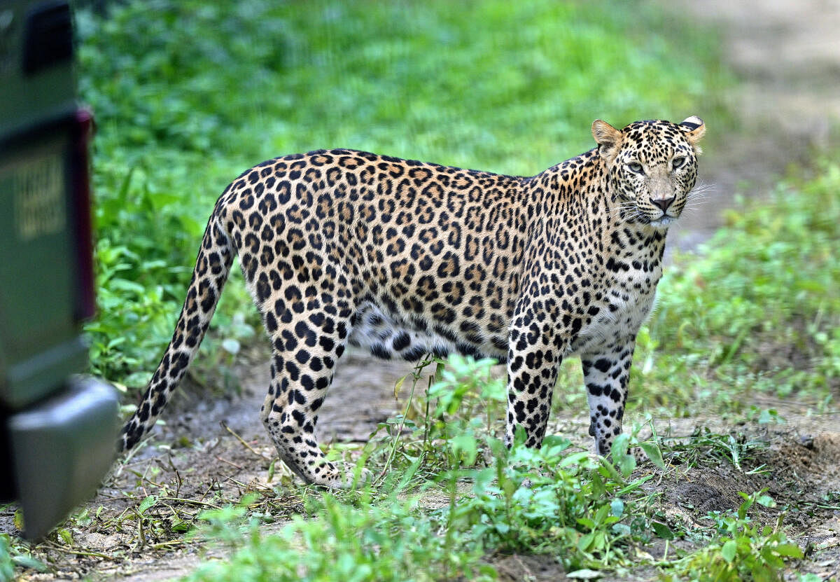  ಬನ್ನೇರುಘಟ್ಟ ಜೈವಿಕ ಉದ್ಯಾನದಲ್ಲಿ ಕಂಡ ಚಿರತೆ 