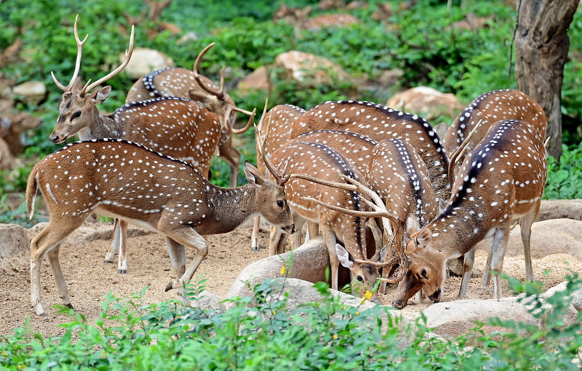 . ಬೆಂಗಳೂರು ನಗರ ಜಿಲ್ಲೆಯ ಆನೇಕಲ್‌ ತಾಲ್ಲೂಕಿನ ಬನ್ನೇರುಘಟ್ಟ ಜೈವಿಕ ಉದ್ಯಾನದಲ್ಲಿ ಹುಲಿ ಸಿಂಹ ಮತ್ತು ಕರಡಿ ಸಫಾರಿ ಜತೆಗೆ ಚಿರತೆ ಸಫಾರಿ ಹೊಸ ಸೇರ್ಪಡೆಯಾಗಿದ್ದು ಪ್ರವಾಸಿಗರಿಗೆ ಹೊಸ ಆಕರ್ಷಣೆಯಾಗಿದೆ 