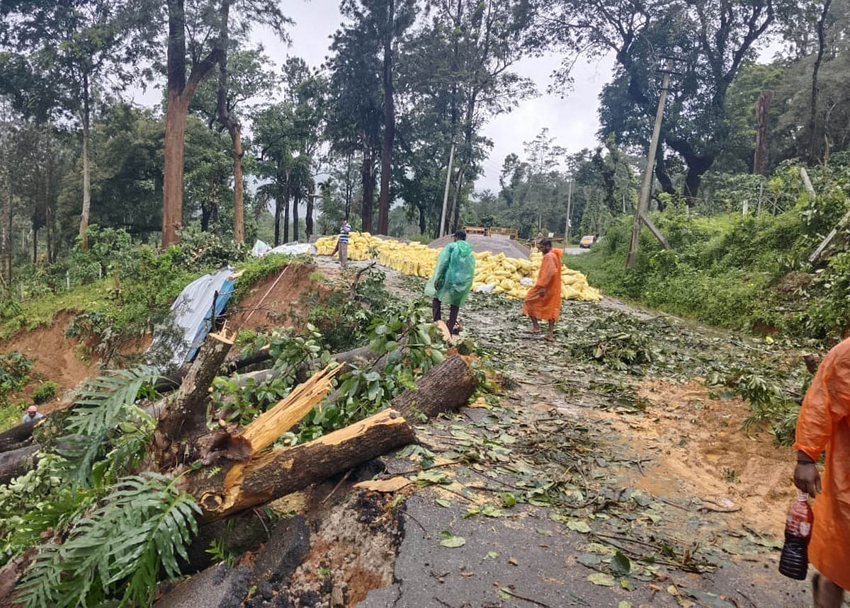 ಗೋಣಿಕೊಪ್ಪಲು ಬಳಿಯ ಶ್ರೀಮಂಗಲ ಕುಟ್ಟ ನಡುವಿನ ರಾಜ್ಯ ಹೆದ್ದಾರಿಯ ದುರಸ್ತಿಗೆ ಮರ ಕಡಿದಿರುವುದು