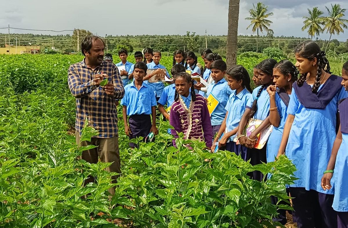 ಹಿಪ್ಪುನೇರಳೆ ತೋಟದಲ್ಲಿ ಮಕ್ಕಳಿಗೆ ರೇಷ್ಮೆ ಕೃಷಿಯ ಪಾಠ