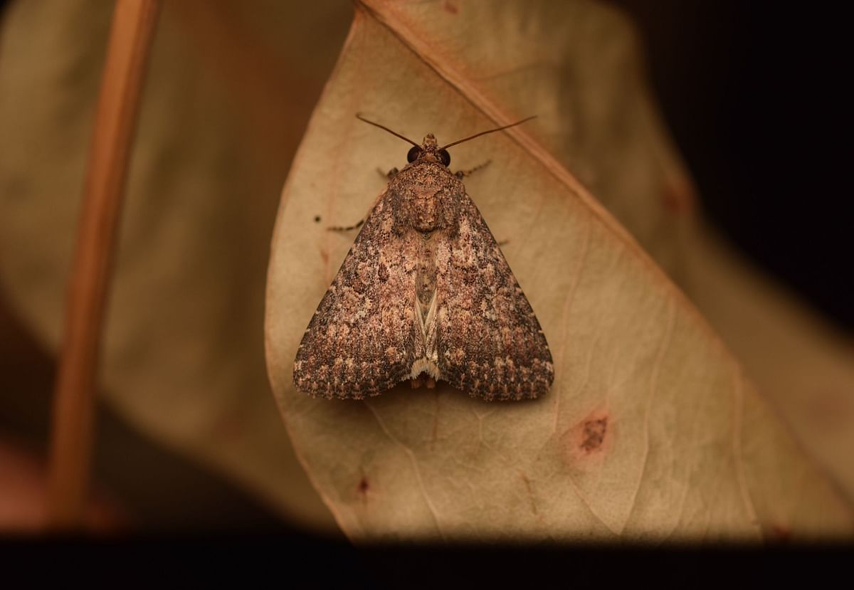 ವಿವಿಧ ಜಾತಿ ಹಾಗೂ ಬಣ್ಣದ ಪತಂಗಗಳು