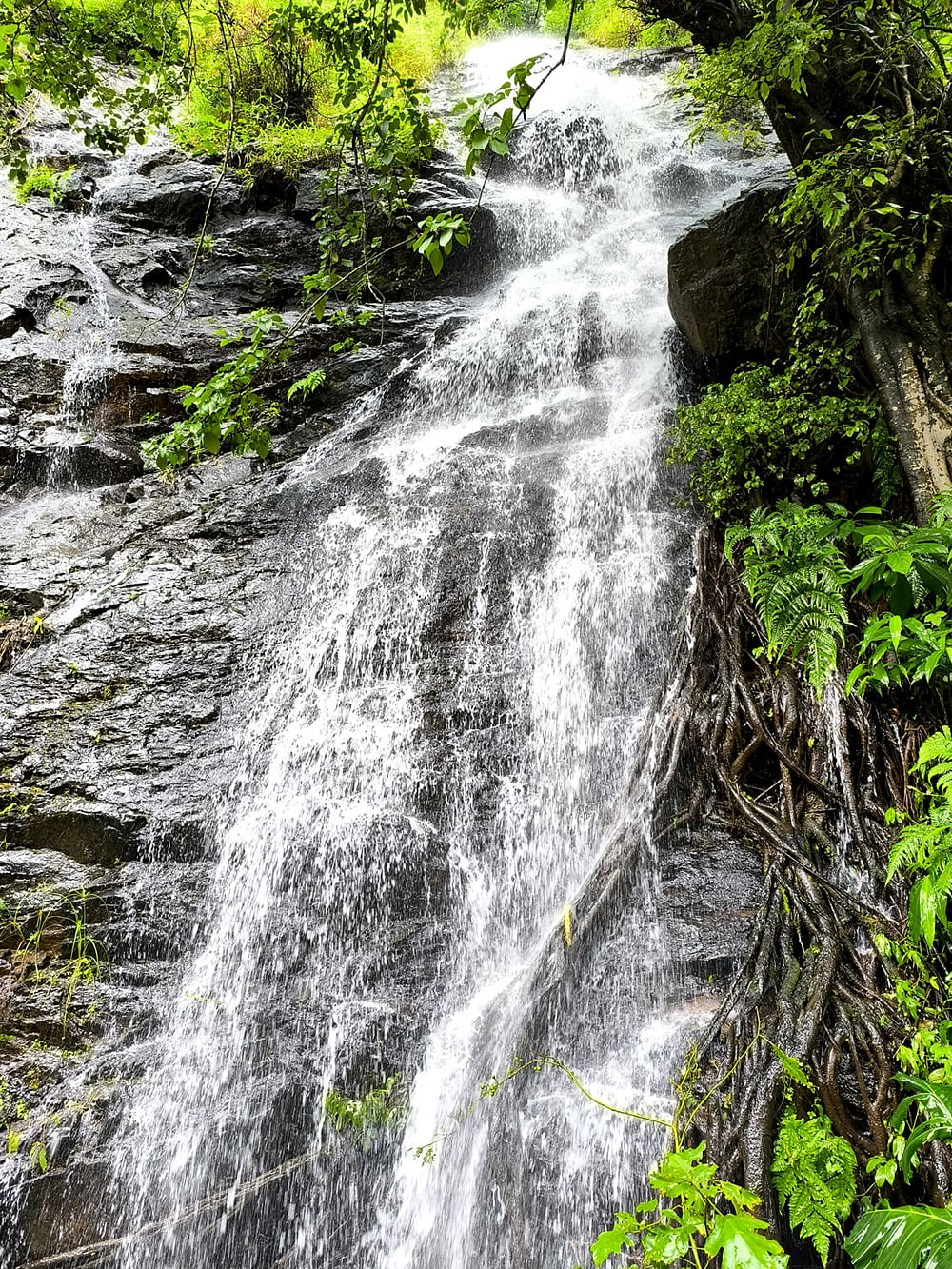 ಹಲ್ನೊರೆಯಂತೆ ಹರಿಯುತ್ತಿರುವ ಅಬ್ಯಾಲ ಜಲಪಾತ