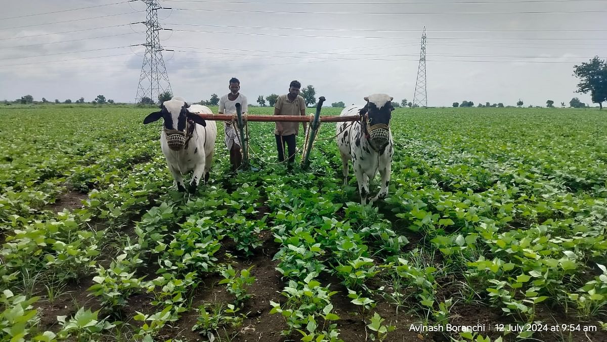 ಸೇಡಂ ತಾಲ್ಲೂಕಿನ ರಂಜೋಳ ಗ್ರಾಮದ ರೈತರು ಬೆಳೆಗಳಲ್ಲಿ ಎಡಿ ಹೊಡೆಯುತ್ತಿರುವುದು