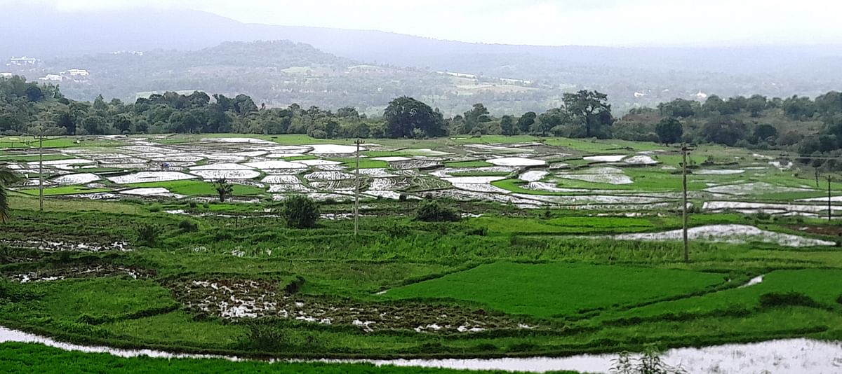 ಬೆಳಗಾವಿ ಜಿಲ್ಲೆಯ ಖಾನಾಪುರ ತಾಲ್ಲೂಕಿನ ಜಾಂಬೋಟಿ ಹೋಬಳಿಯ ಕಾಲಮನಿ ಗ್ರಾಮದ ಬಳಿ ಭತ್ತದ ಗದ್ದೆಗಳು ನೀರಿನಿಂದ ಆವರಿಸಿವೆ – ಪ್ರಜಾವಾಣಿ ಚಿತ್ರ: ಪ್ರಸನ್ನ ಕುಲಕರ್ಣಿ