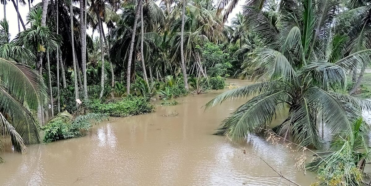 ಶ್ರೀರಂಗಪಟ್ಟಣ ತಾಲ್ಲೂಕಿನ ದೊಡ್ಡಪಾಳ್ಯ ಬಳಿ ತೆಂಗು ಮತ್ತು ಅಡಿಕೆ ತೋಟ ಜಲಾವೃತವಾಗಿದೆ