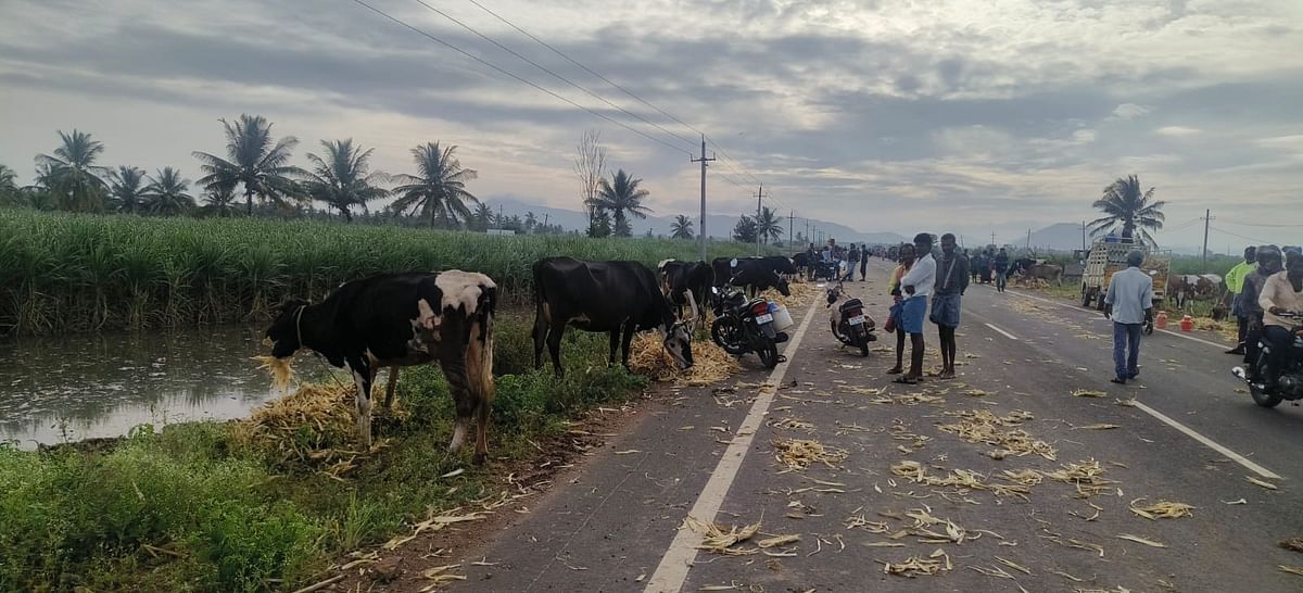 ಕೊಳ್ಳೇಗಾಲ ಸಮೀಪದ ಹಳೇಅಣಗಳ್ಳಿ ಹೊರ ವಲಯಗಳಲ್ಲಿ ಹಸುಗಳನ್ನು ಕಟ್ಟಿ ಹಾಕಿರುವುದು