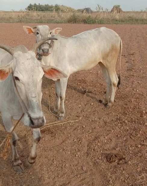 ವೈ.ಡಿ. ಪಾಟೀಲ ಸಾಕಿರುವ ಜವಾರಿ ಆಕಳುಗಳು