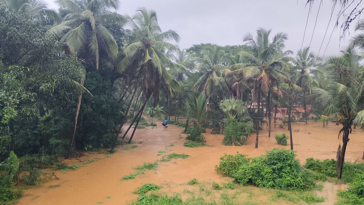 ಕೆ‌ಂಜಾರು ಪರಿಸರದಲ್ಲಿ ತೆಂಗಿನ ತೋಟ ಜಲಾವೃತವಾಗಿರುವುದು