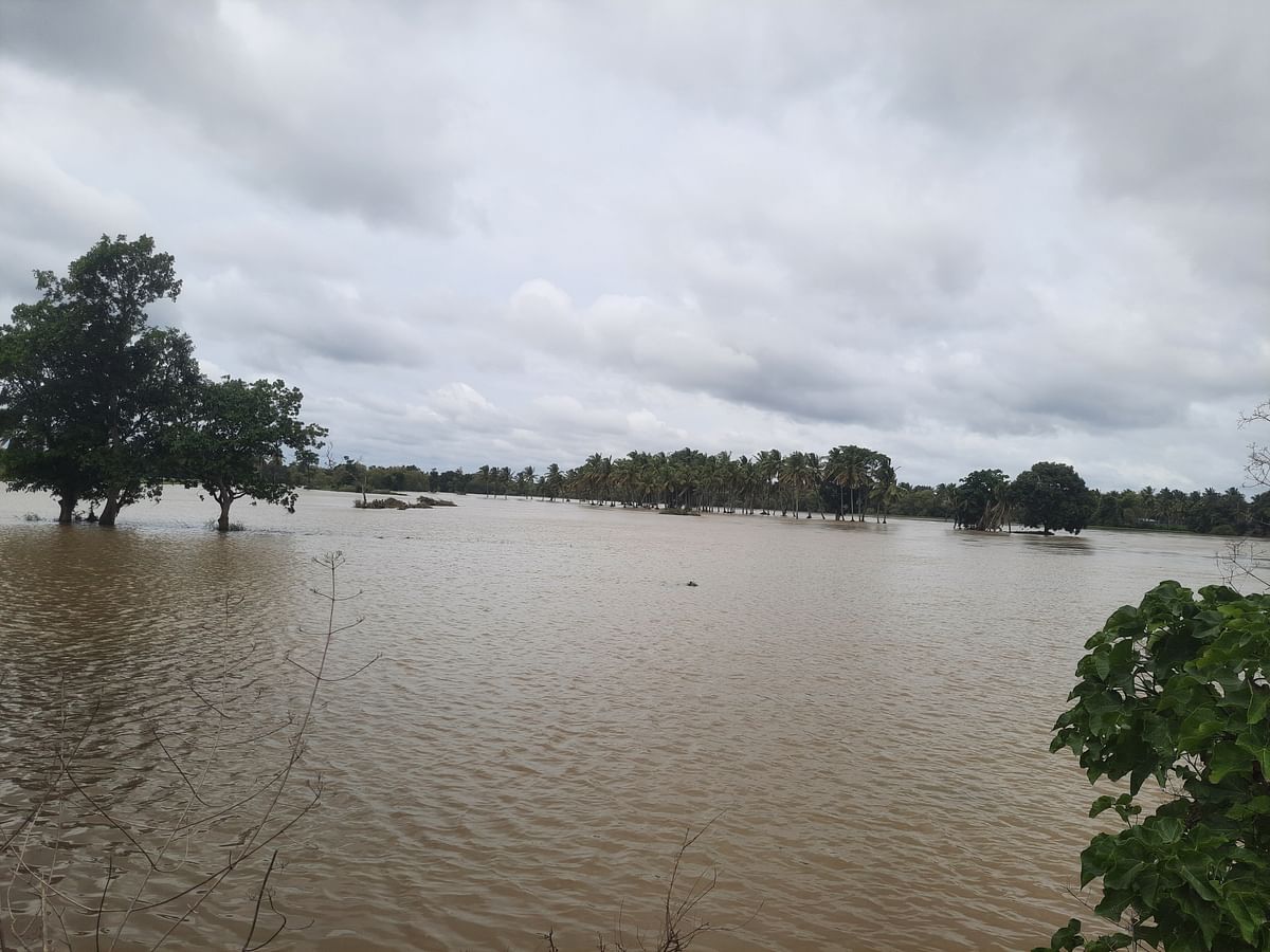 ಕಪಿಲಾ ನದಿ ಪ್ರವಾಹದಿಂದಾಗಿ ಬೊಕ್ಕಹಳ್ಳಿಯಲ್ಲಿ ಜಮೀನುಗಳು ತೆಂಗಿನ ತೋಟಗಳು ಮುಳುಗಿವೆ –ಪ್ರಜಾವಾಣಿ ಚಿತ್ರ/ ಎಂ. ಮಹೇಶ