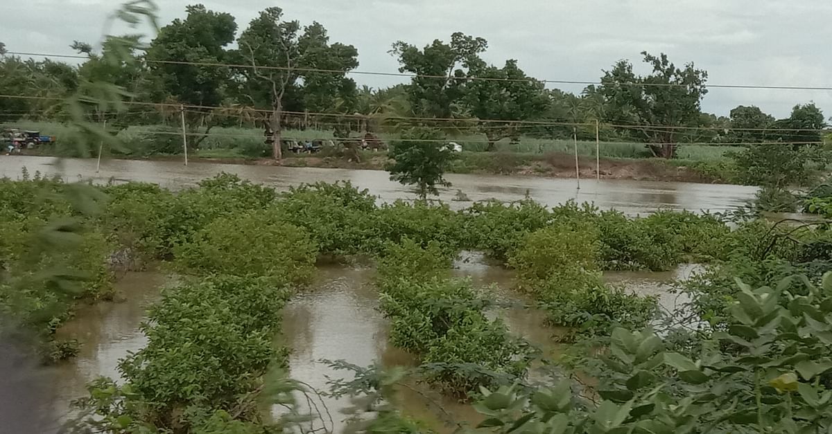 ನರಗುಂದ ತಾಲ್ಲೂಕಿನ ಕೊಣ್ಣೂರ ಬಳಿ ಮಲಪ್ರಭಾ ಪ್ರವಾಹ ಪೇರಲ ತೋಟಕ್ಕೆ ನುಗ್ಗಿದ ದೃಶ್ಯ