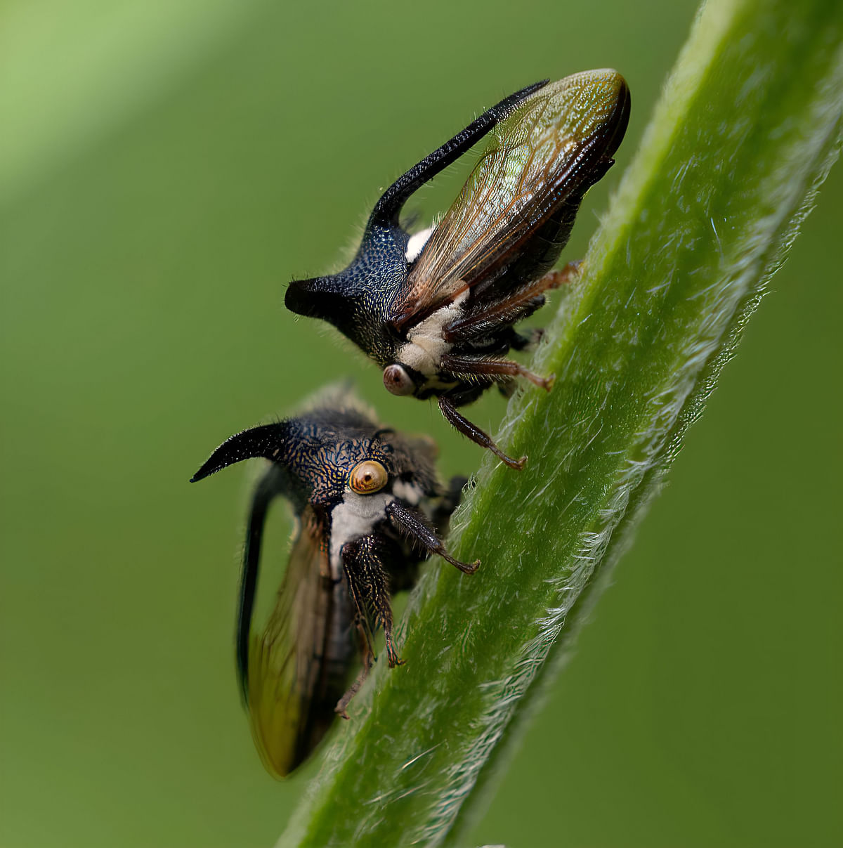 ಹಾರ್ನ್‌ಡ್‌ ಟ್ರೀಹಾಪರ್‌ 