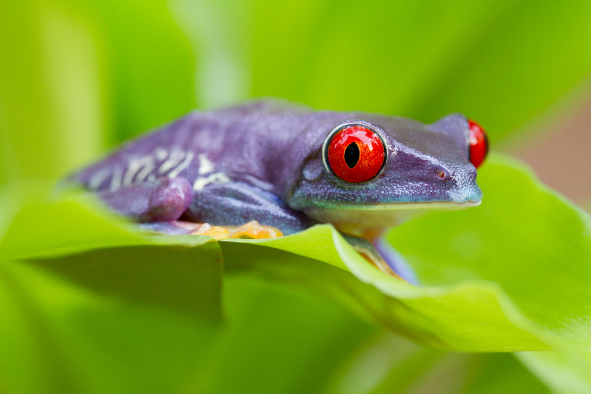 ಪರ್ಪಲ್‌ ಫ್ರಾಗ್