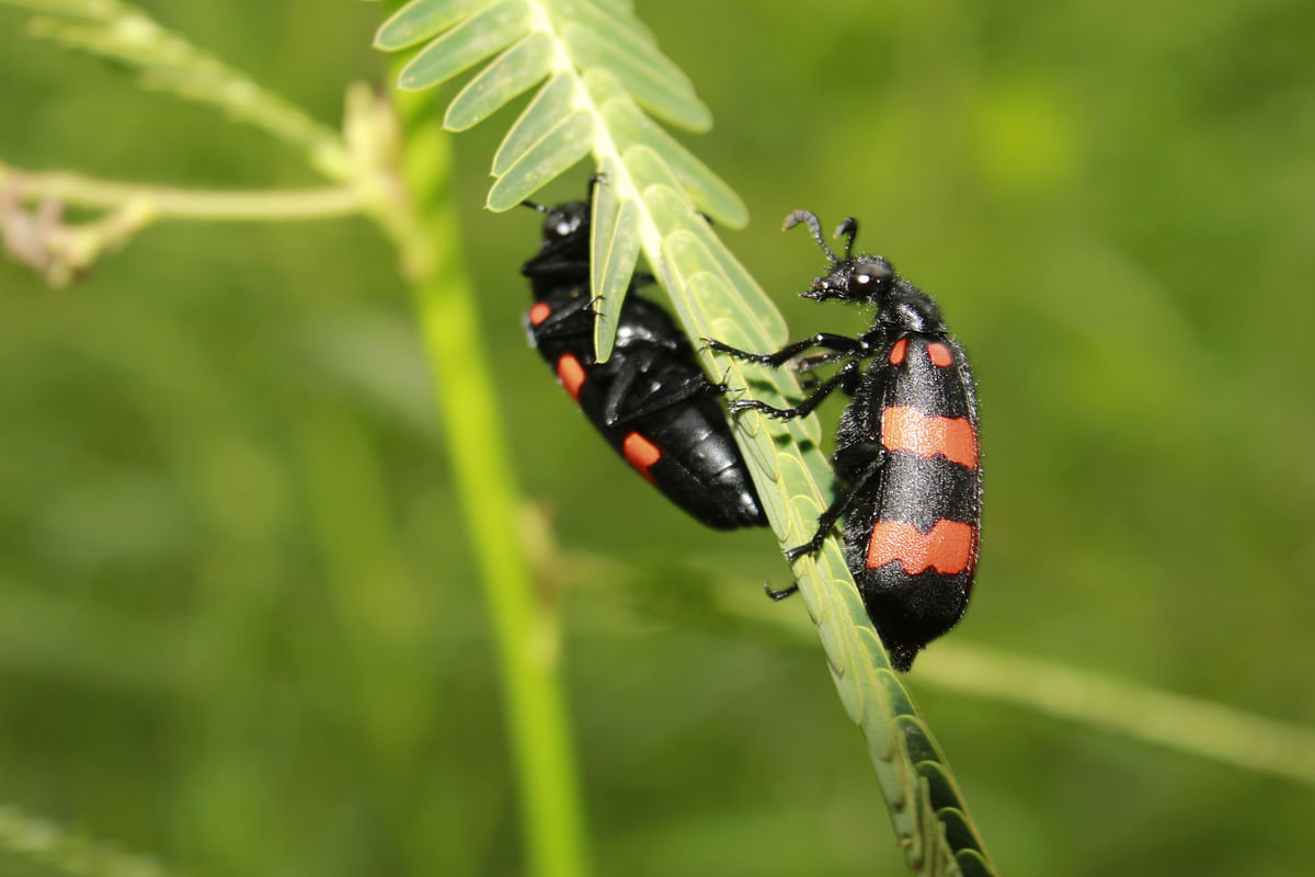 ಜೀರುಂಡೆ