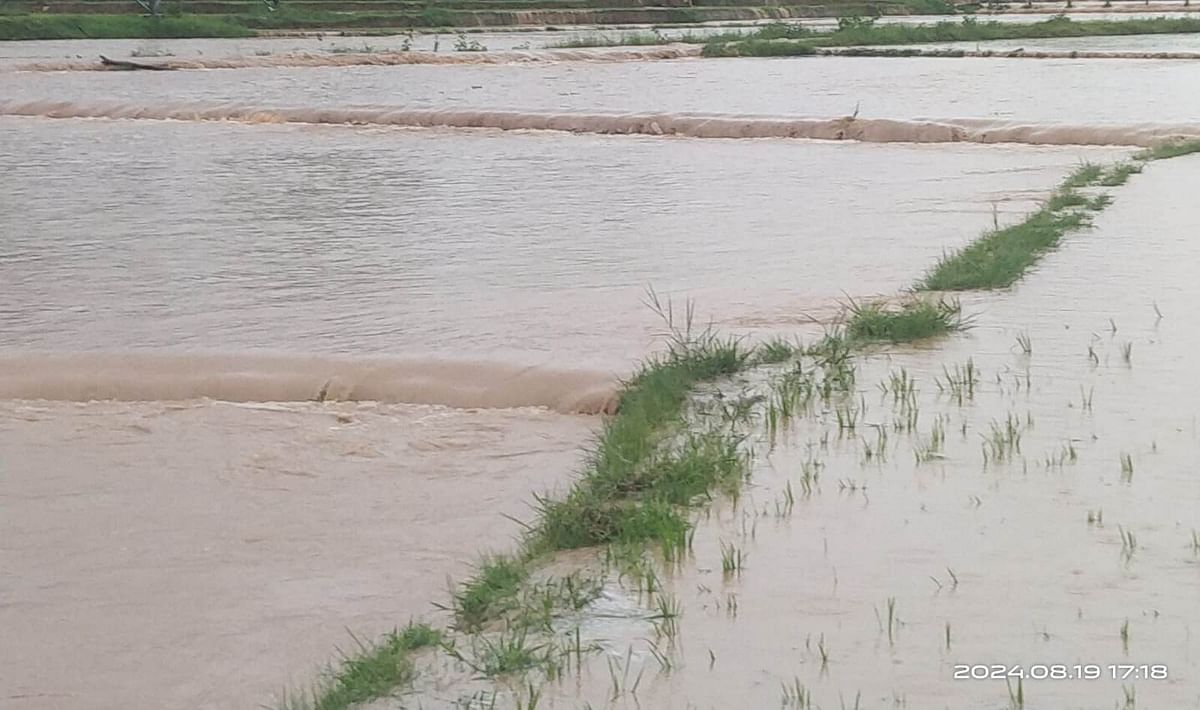 ಆನಂದಪುರ ಸಮೀಪದ ಮುಂಬಾಳು ಗ್ರಾಮದಲ್ಲಿ ಭಾರಿ ಮಳೆಯಿಂದಾಗಿ ನಾಟಿ ಮಾಡಿದ ಗದ್ದೆ ಜಲಾವ್ರತಗೊಂಡಿದೆ.