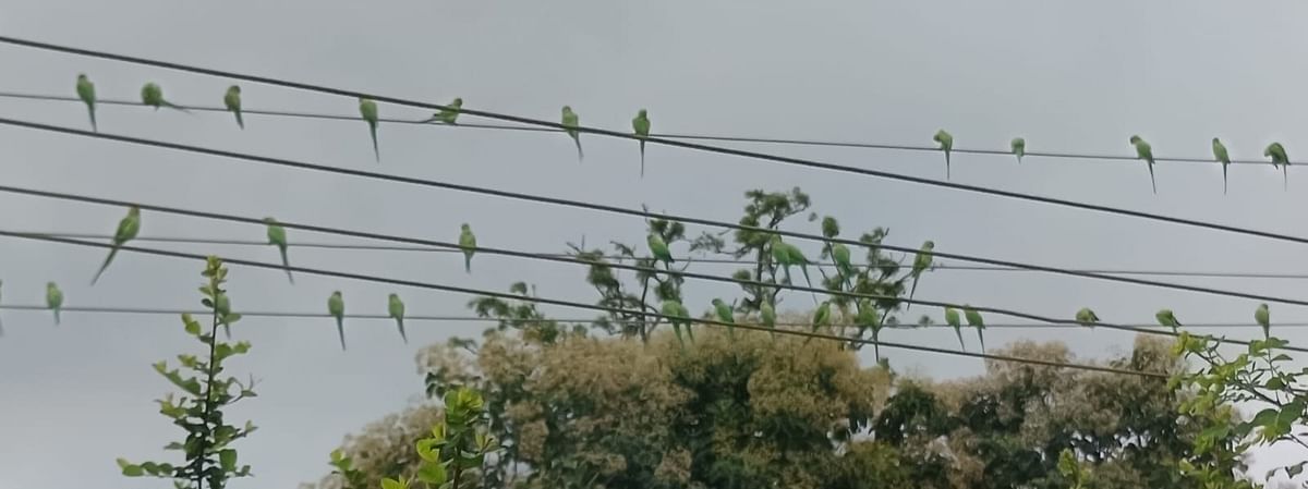 ಹಿರೇಕೆರೂರು ಮೆಕ್ಕೆಜೋಳ ಹೊಲದ ಮೇಲೆ ಹಾದು ಹೋಗಿರುವ ವಿದ್ಯುತ್ ತಂತಿ ಮೇಲೆ ಕುಳಿತಿರುವ ಗಿಳಿಗಳ ಹಿಂಡು -ಪ್ರಜಾವಾಣಿ ಚಿತ್ರ