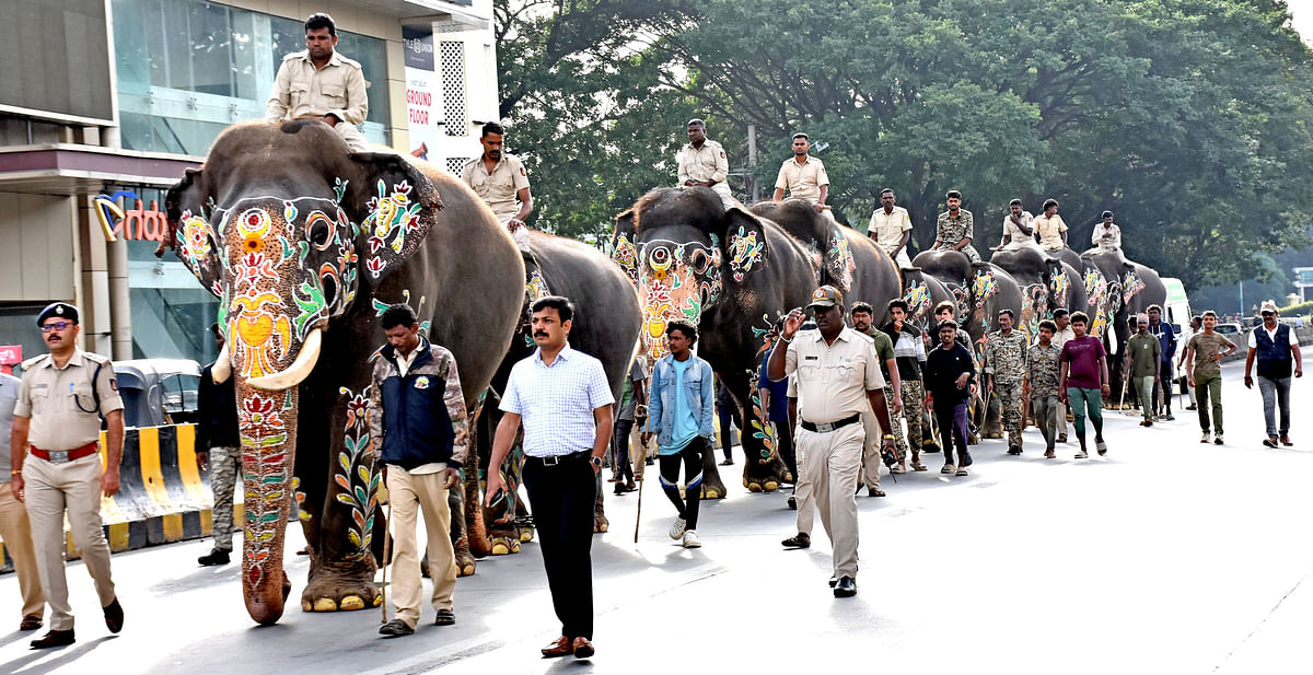 ತೂಕಪರೀಕ್ಷೆಗೆ ಹೆಜ್ಜೆ ಹಾಕಿದ ಆನೆಗಳು