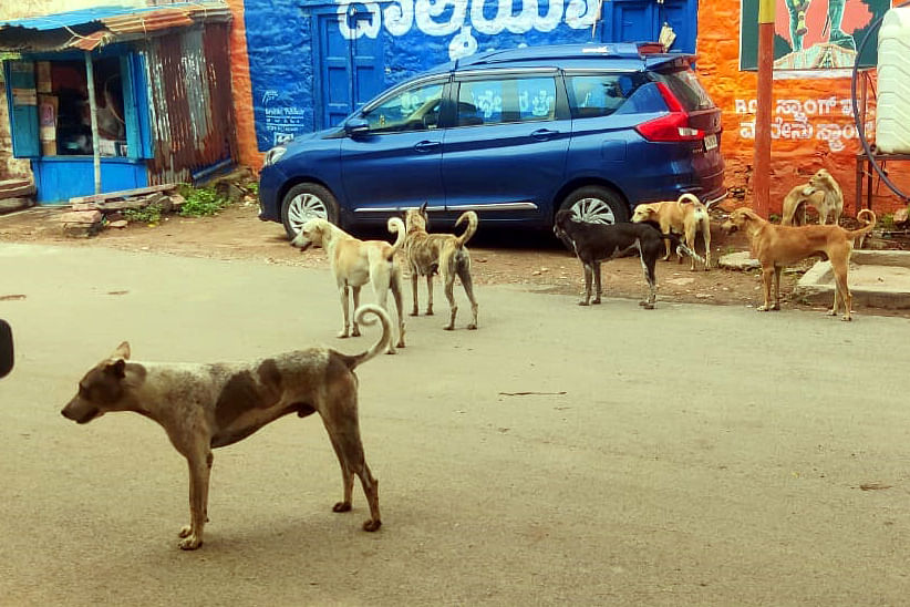 ಬನಹಟ್ಟಿಯ ಬ್ಯಾಂಕ್ ಆಫ್ ಬರೋಡಾದ ಎದುರು ಗುಡ್ಡೆ ಹಾಕಿದ ಕಸದ ಸುತ್ತ ಇರುವ ನಾಯಿಗಳು