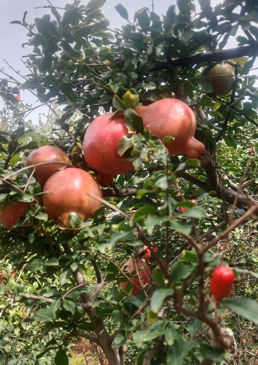 ಪರಶುರಾಂಪುರ ಸಮೀಪದ ನಾಗಗೊಂಡನಹಳ್ಳಿಯ ಪ್ರಗತಿಪರ ರೈತ ರಾಮಚಂದ್ರ ರೆಡ್ಡಿ ಅವರ ತೋಟದಲ್ಲಿ ಬೆಳೆದಿರುವ ದಾಳಿಂಬೆ