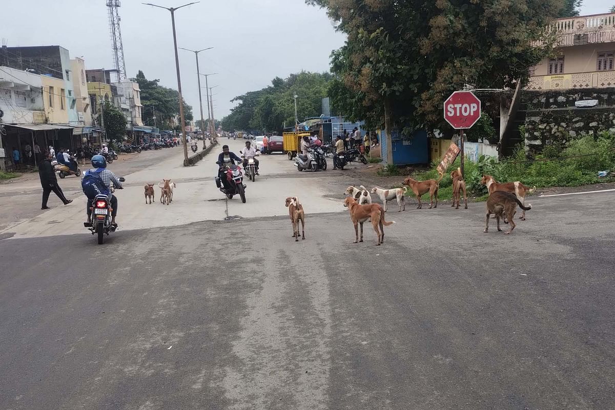 ಗುರುಮಠಕಲ್ ಪಟ್ಟಣದ ಬಸವೇಶ್ವರ ವೃತ್ತ (ಗಂಜ್ ವೃತ್ತ) ರಸ್ತೆಯಲ್ಲಿ ಶನಿವಾರ ಅಡ್ಡಾಡುತ್ತಿದ್ದ ಬೀದಿ ನಾಯಿಗಳ ಹಿಂಡು ವಾಹನ ಸವಾರರಿಗೆ ಅಡ್ಡಿಯಾಗುತ್ತಿರುವುದು.