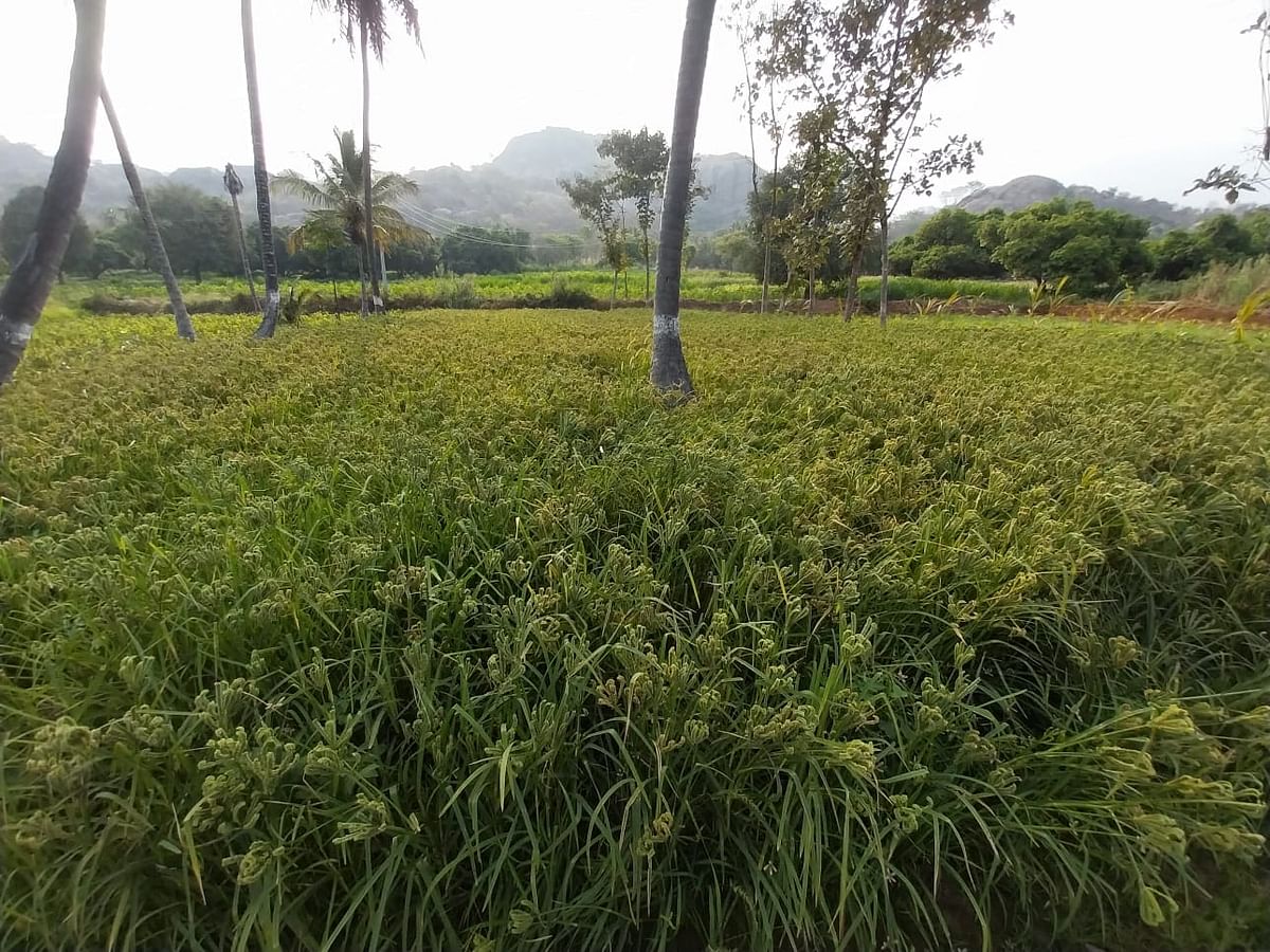 ರಾಮನಗರ ತಾಲ್ಲೂಕಿನ ಪಾಲಾಭೋವಿದೊಡ್ಡಿಯ ಕೃಷಿಕ ಆದೀಶ್ ಅವರ ಜಮೀನಿನಲ್ಲಿರುವ ರಾಗಿ ಬೆಳೆ