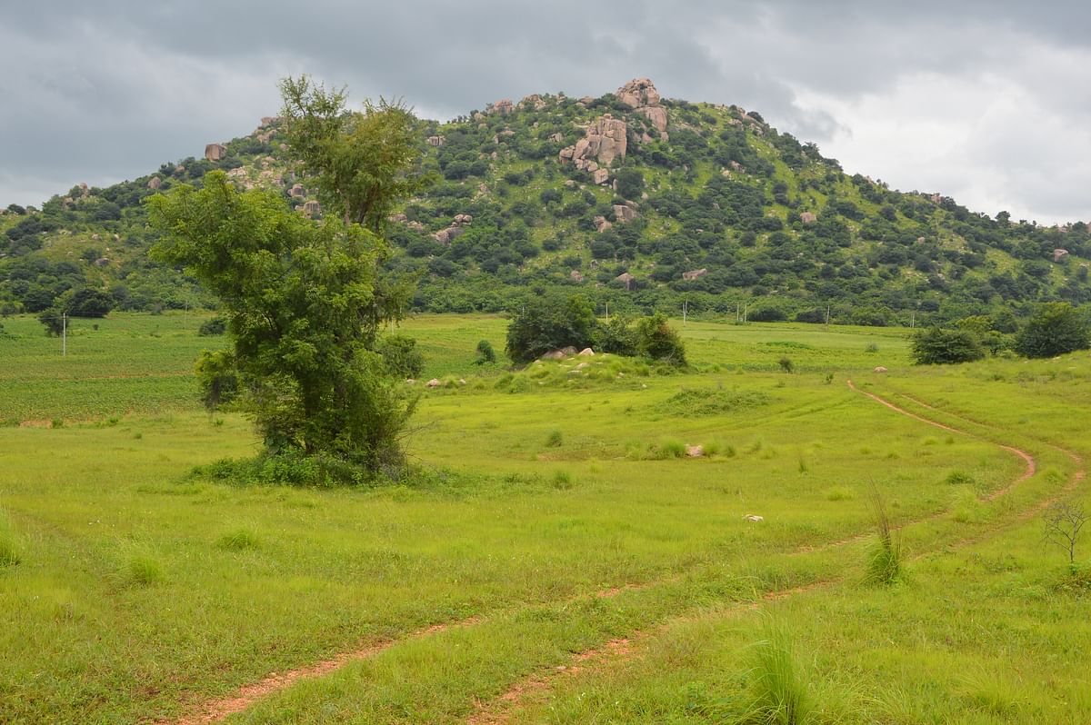 ಯಾದಗಿರಿ ನಗರ ಹೊರವಲಯದ ವರ್ಕನಳ್ಳಿ ರಸ್ತೆಯ ಸಮೀಪದ ಬೆಟ್ಟ ಗುಡ್ಡ ಹಸಿರು ಆವರಿಸಿರುವುದು