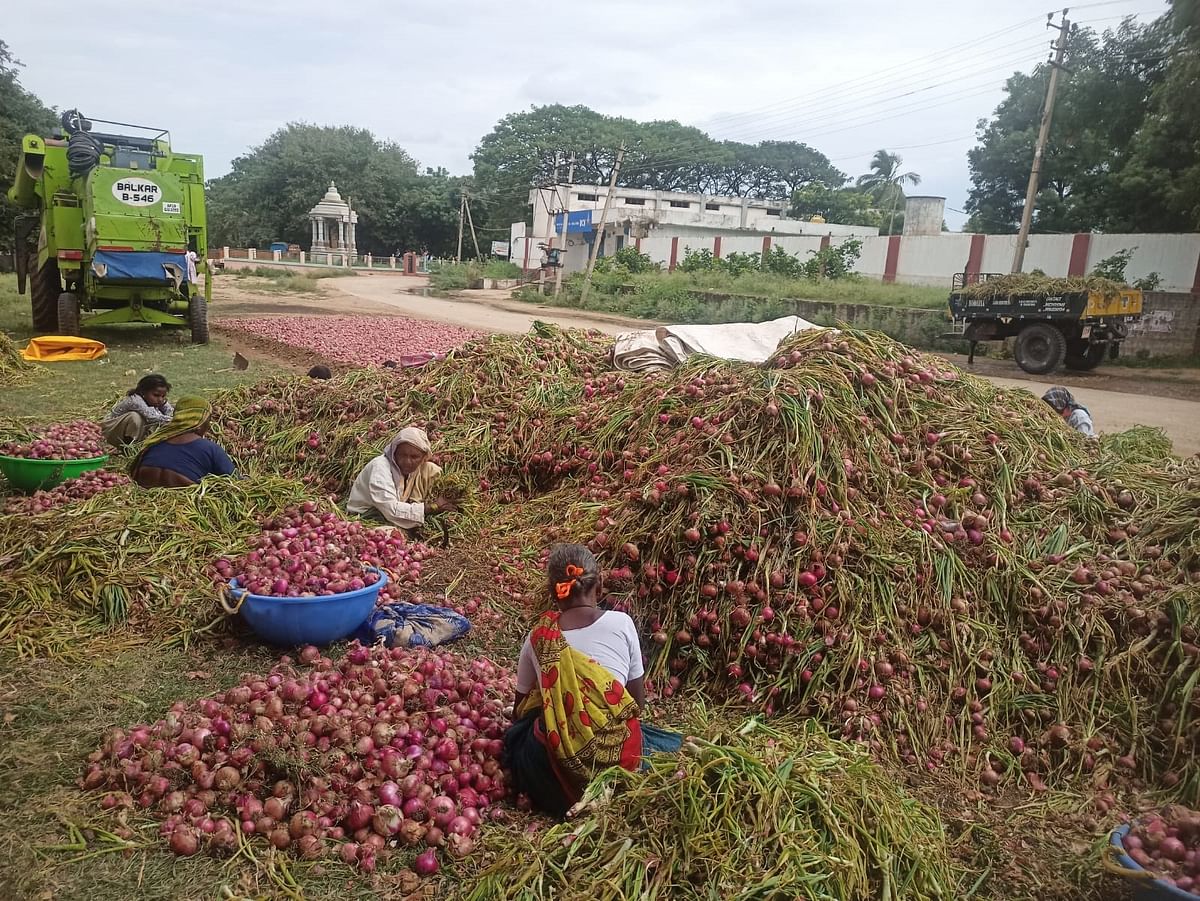 ಡಂಬಳ ಗ್ರಾಮದ ರೈತ ಬಸವರಾಜ ಯಳಮಲಿ ಅವರ ಜಮೀನಿನಲ್ಲಿ ಕೊಯ್ಲು ಮಾಡಿದ ಈರುಳ್ಳಿಯನ್ನು  ಸ್ವಚ್ಛಗೊಳಿಸುತ್ತಿರುವ ಕೂಲಿ ಕಾರ್ಮಿಕರು