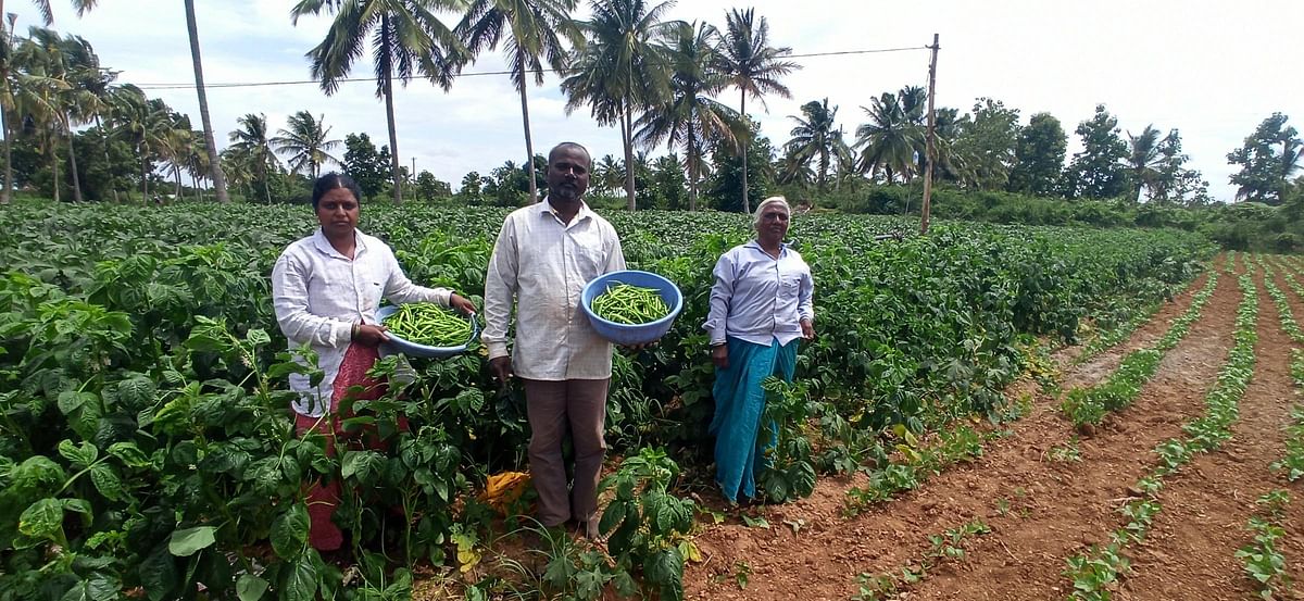 ರಾಣೆಬೆನ್ನೂರು ತಾಲ್ಲೂಕಿನ ಕಮದೋಡ ಗ್ರಾಮದ ರೈತ ಕೃಷ್ಣಾಜಿ ಹನುಮಂತಪ್ಪ ದಾಸರ ಕುಟುಂಬದವರು ಬೆಳೆದಿರುವ ತರಕಾರಿಗಳು ಬಿಡಿಸುತ್ತಿದ್ದಾರೆ