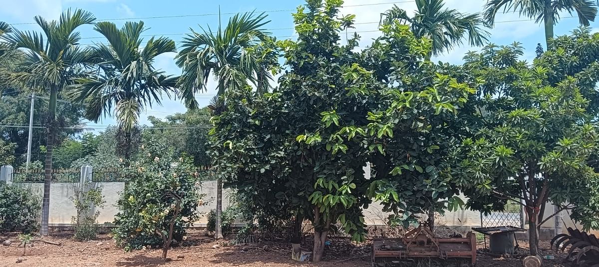 ಮನೆ ಮುಂದೆ ಬೆಳೆಸಿರುವ ವಿವಿಧ ಬಗೆಯ ಹಣ್ಣಿನ ಗಿಡ