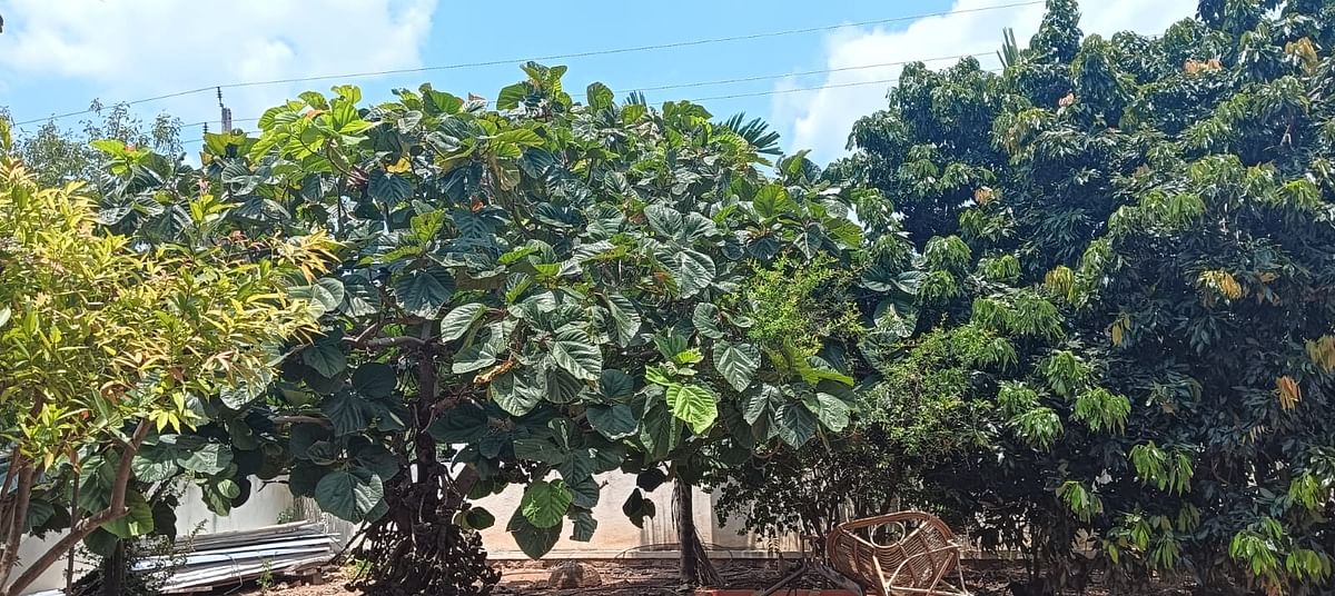 ಮನೆಯ ಮುಂದೆ ಬೆಳೆಸಿರುವ ಹಣ್ಣಿನ ಗಿಡಗಳು