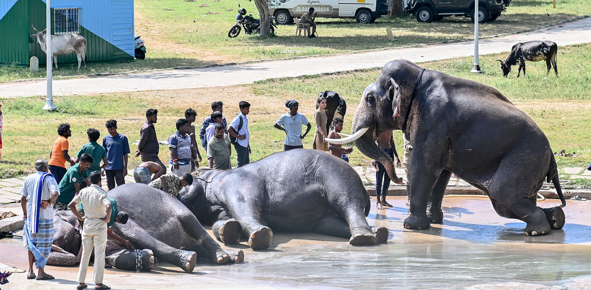 ಅರಮನೆ ಆವರಣದಲ್ಲಿ ಮಜ್ಜನದ ಖುಷಿಯಲ್ಲಿದ್ದ ಆನೆಗಳನ್ನು ನಾಗರಿಕರು ನೋಡಿದರು