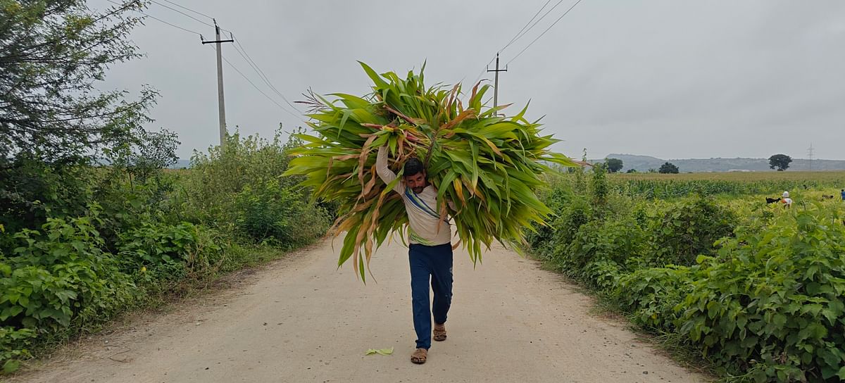 ಹಾನಿಯಾದ ಮೆಕ್ಕೆಜೋಳ ಬೆಳೆ ಕಟಾವು ಮಾಡಿ ಜಾನುವಾರುಗಳಿಗೆ ಕೊಂಡೊಯ್ಯುತ್ತಿರುವುದು