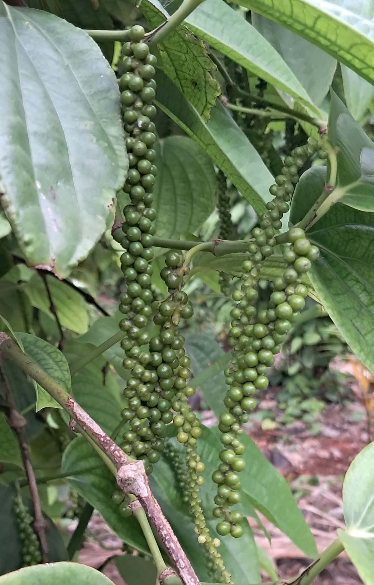 ಕಾಳು ಮೆಣಸು ತೆನೆ