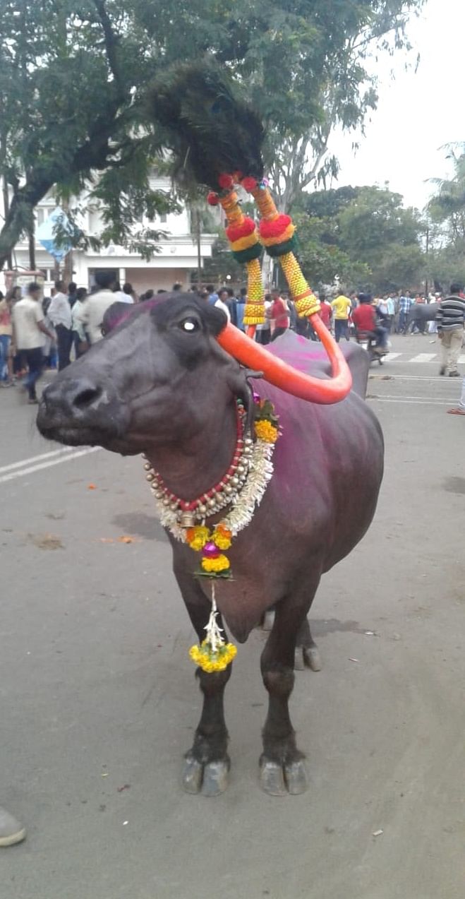 ಕೊಲ್ಹಾಪುರದಲ್ಲಿ ದೀಪಾವಳಿ ಪ್ರಯಕ್ತ ಅಲಂಕೃತಗೊಂಡ ಎಮ್ಮೆ