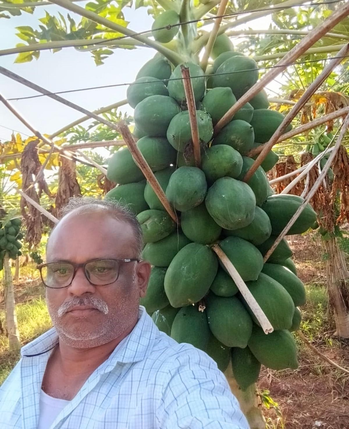 ಪಪ್ಪಾಯ ಬೆಳೆಯೊಂದಿಗೆ ಜಿ.ಎನ್.ಮನ್ನಾರಸ್ವಾಮಿ