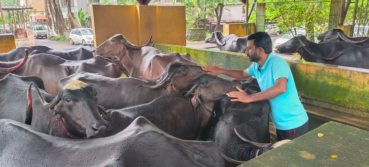 ಬ್ಯೂಟಿ ಪಾರ್ಲರ್‌ನಲ್ಲಿ ಎಮ್ಮೆಗಳಿಗೆ ‘ಫೇಸ್‌ ಮಸಾಜ್‌’