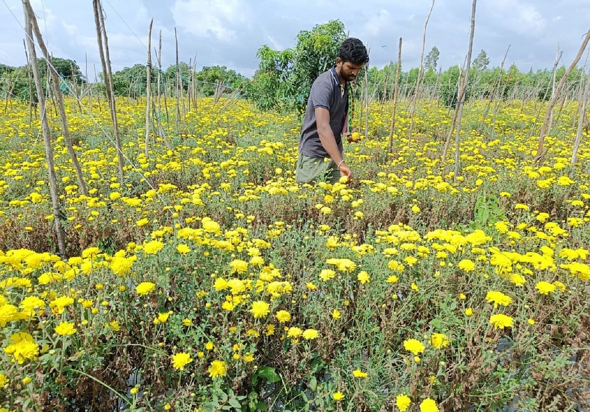 ಕೋಲಾರ ತಾಲ್ಲೂಕಿನ ತೊಟ್ಲಿ ಬಳಿ ಸೇವಂತಿಗೆ ಹೂವು ಬೆಳೆದಿರುವ ರೈತರು ಮಾರುಕಟ್ಟೆಯಲ್ಲಿ ಸರಿಯಾದ ದರವಿಲ್ಲದೆ ಕಂಗಾಲಾಗಿದ್ದಾರೆ