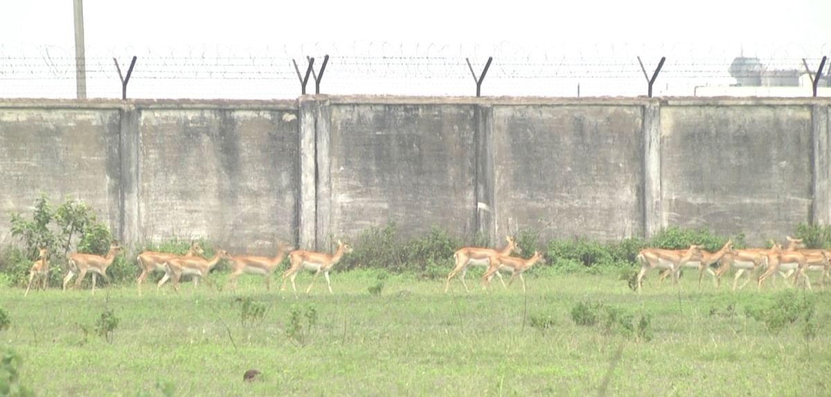 ಬೆಳ್ಳೂರು ಸಮೀಪ ಜಿಂಕೆಗಳ ಹಿಂಡು
–ಪ್ರಜಾವಾಣಿ ಚಿತ್ರಗಳು