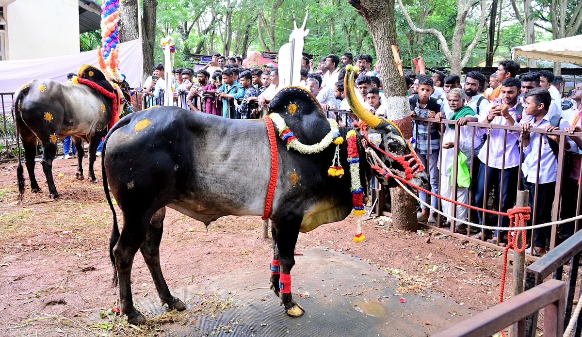 ಕೃಷಿ ಮೇಳದ ಜಾನುವಾರು ಪ್ರದರ್ಶನದಲ್ಲಿ ಜನರು ಎತ್ತುಗಳನ್ನು ವೀಕ್ಷಿಸುತ್ತಿರುವುದು ಪ್ರಜಾವಾಣಿ ಚಿತ್ರ