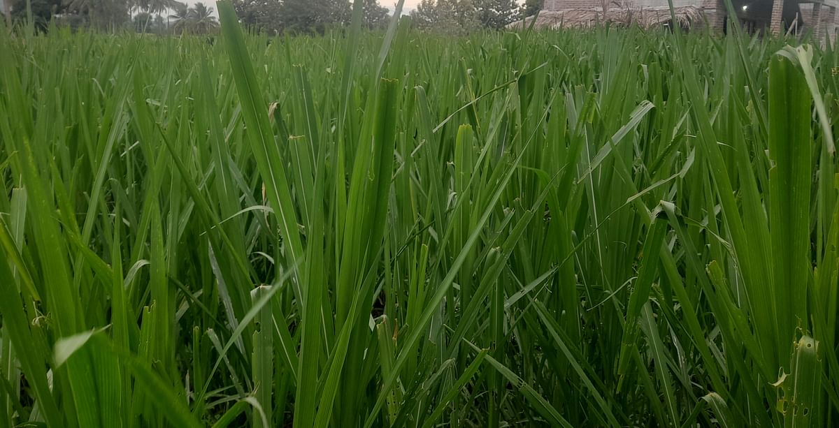 ಹುಲ್ಲಿನ ಬೆಳೆ