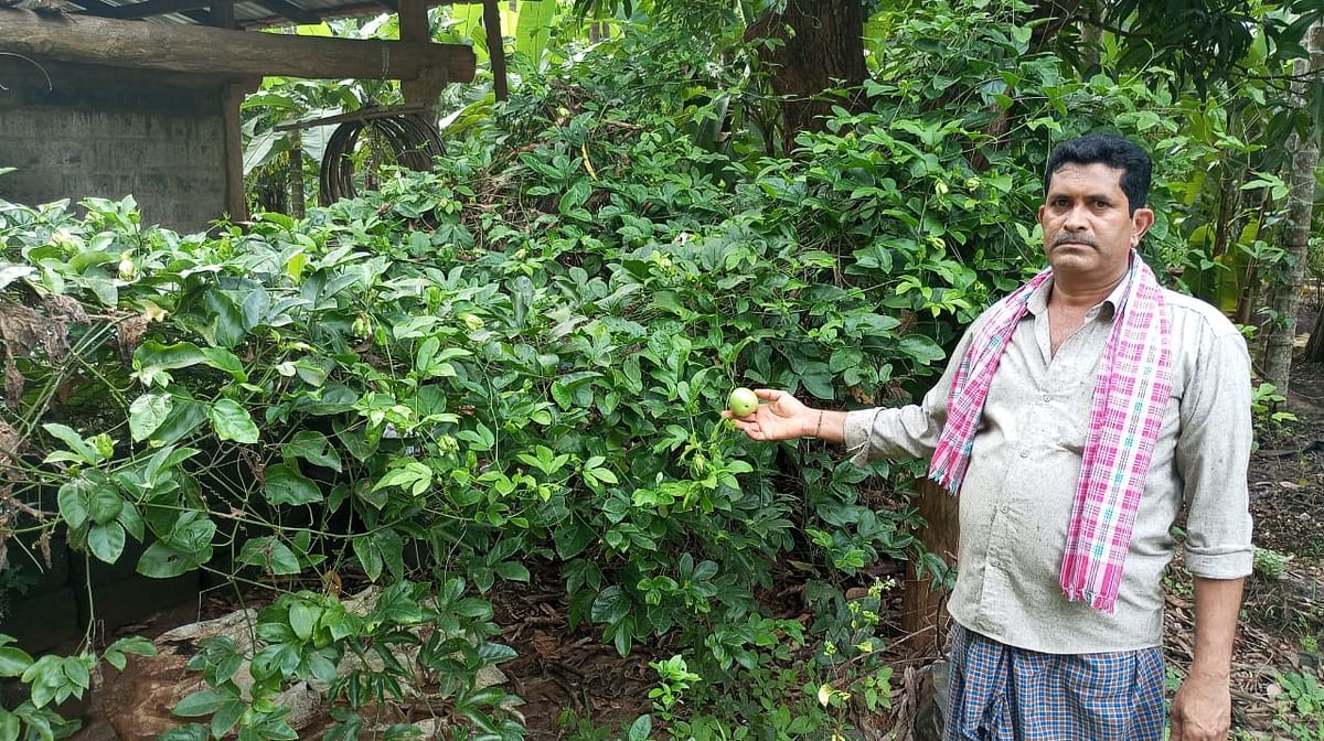 ಸುಬ್ರಹ್ಮಣ್ಯ ಗಾಂವ್ಕರ ಅವರ ಹಣ್ಣಿನ ತೋಟ