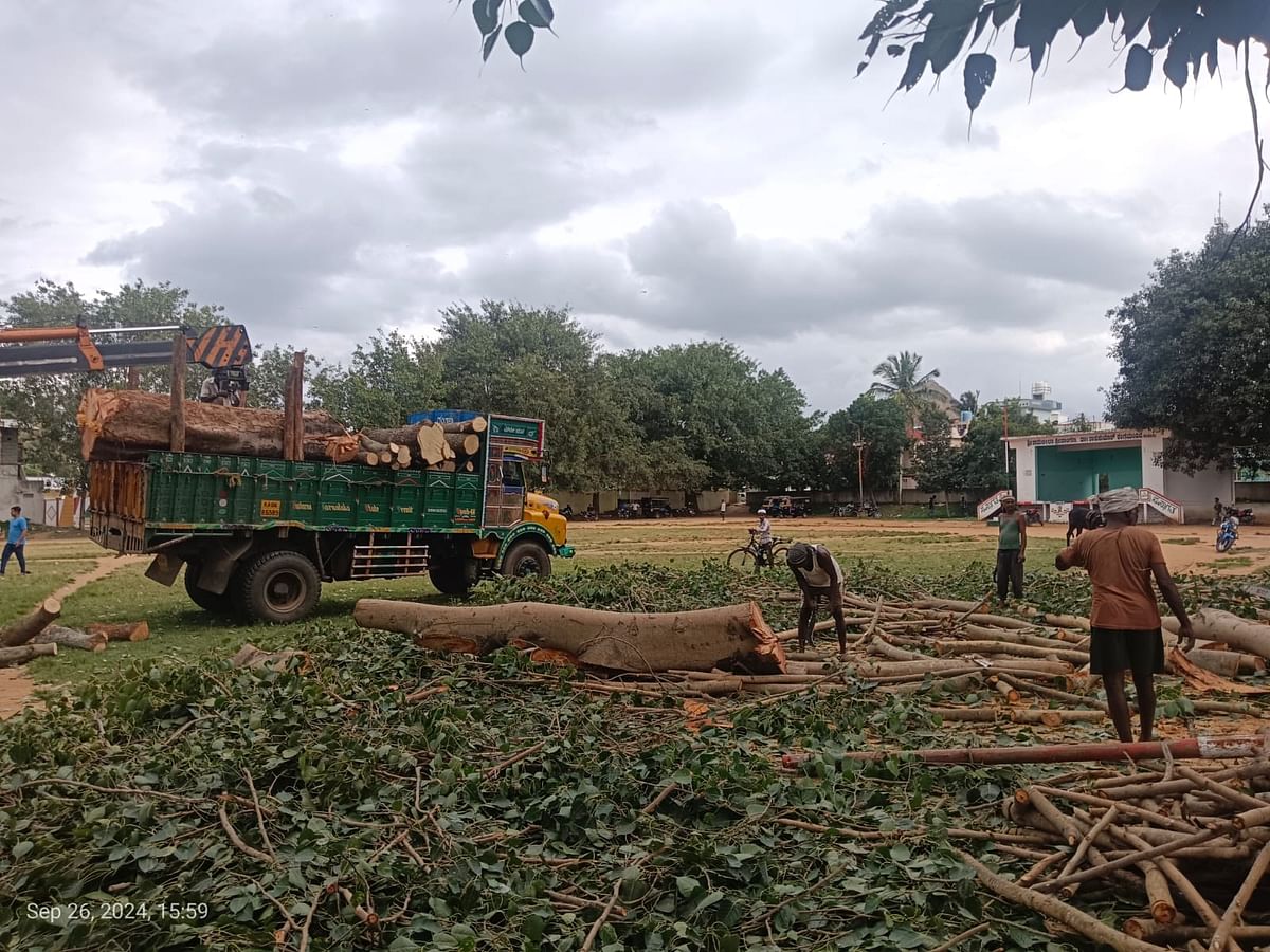 ಕುದೂರು ಪಟ್ಟಣದ ಶ್ರೀ ರಾಮಲೀಲಾ ಮೈದಾನದಲ್ಲಿ ಬೆಳೆದಿದ್ದ ಮರಗಳನ್ನು ಕಡಿದಿರುವುದು.