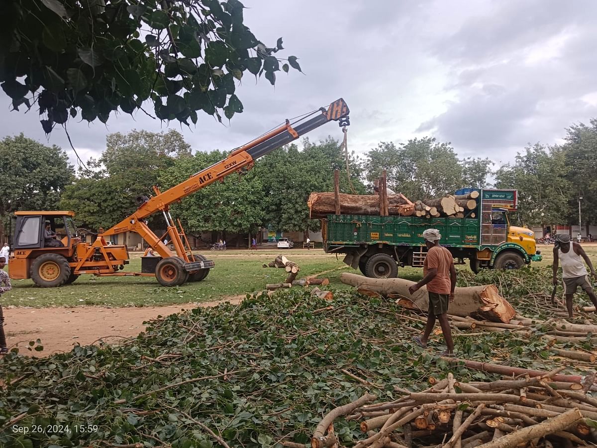 ಕುದೂರು ಪಟ್ಟಣದ ಶ್ರೀ ರಾಮಲೀಲಾ ಮೈದಾನದಲ್ಲಿ ಬೆಳೆದಿದ್ದ ಮರಗಳನ್ನು ಕಡಿದಿರುವುದು.