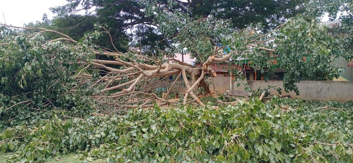 ಕುದೂರು ಪಟ್ಟಣದ ಶ್ರೀ ರಾಮಲೀಲಾ ಮೈದಾನದಲ್ಲಿ ಬೆಳೆದಿದ್ದ ಮರಗಳನ್ನು ಕಡಿದಿರುವುದು.