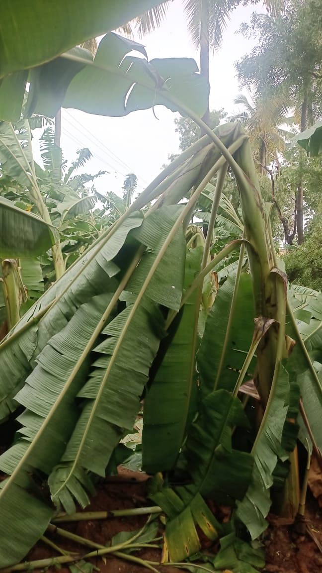 ಗಾಳಿ ಮಳೆಗೆ ಮುರಿದು ಬಿದ್ದ ಬಾಳೆ ಗಿಡ