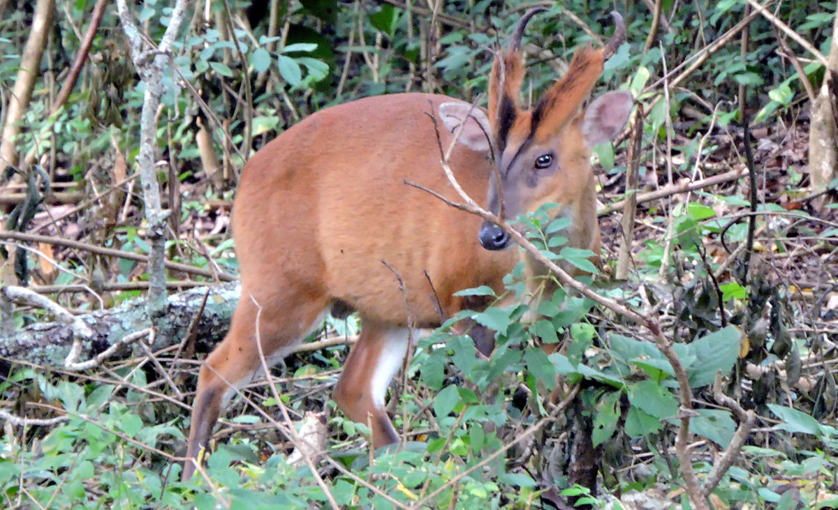 ಕಾಡು ಕುರಿಯ ವಿಸ್ಮಯದ ನೋಟ