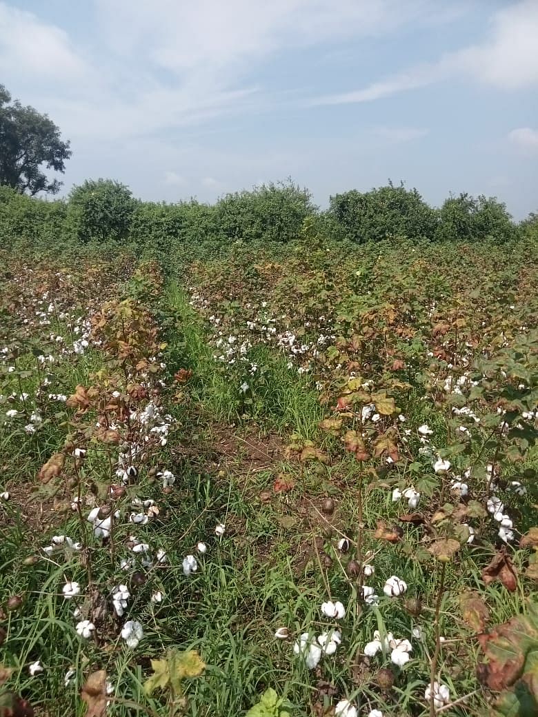 ಹುಣಸಗಿ ತಾಲ್ಲೂಕಿನ ಮಾರಲಬಾವಿ ಗ್ರಾಮದಲ್ಲಿ ತಾಮ್ರ ರೋಗಕ್ಕೆ ತುತ್ತಾಗಿ ಹತ್ತಿ ಬೆಳೆ ಹಾನಿಯಾಗಿರುವುದು