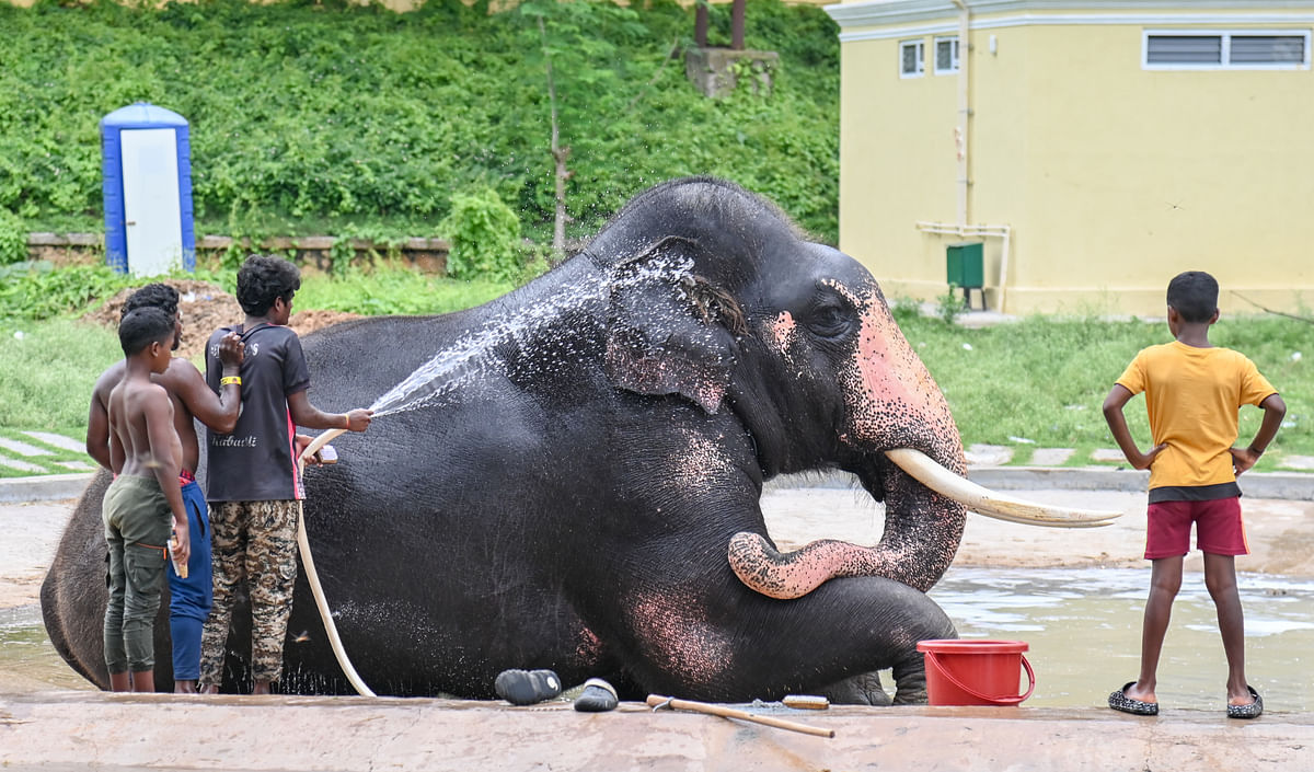 ಮೈಸೂರು ಅರಮನೆಯಲ್ಲಿ ಮಾವುತರು ಹಾಗೂ ಅವರ ಮಕ್ಕಳು ಗುರುವಾರ ಸ್ನಾನ ಮಾಡಿಸಿದರು– ಪ್ರಜಾವಾಣಿ ಚಿತ್ರ