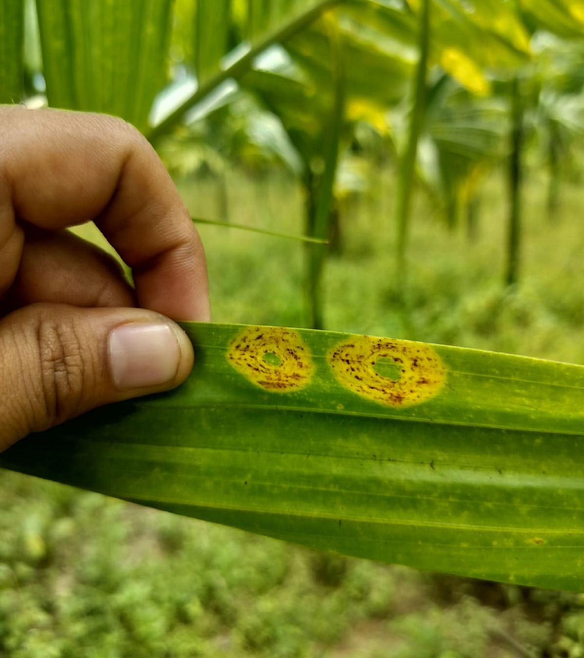 ವೈರಸ್ ಬಾಧಿತ ಗರಿಗಳು ಕಾಣುವುದು ಹೀಗೆ